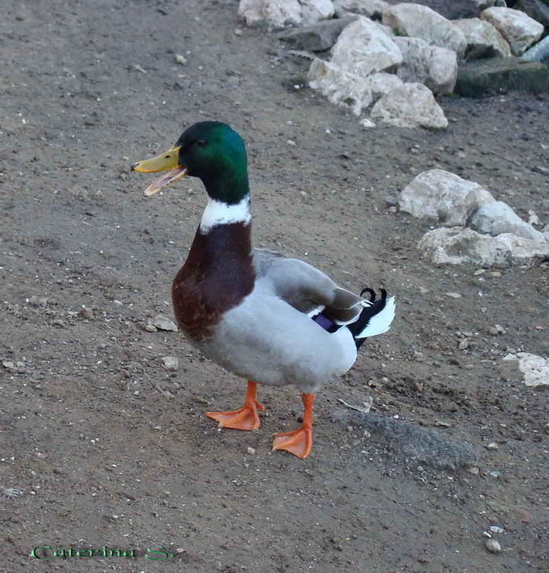 Avifauna humor